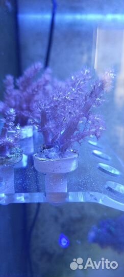 Морские кораллы