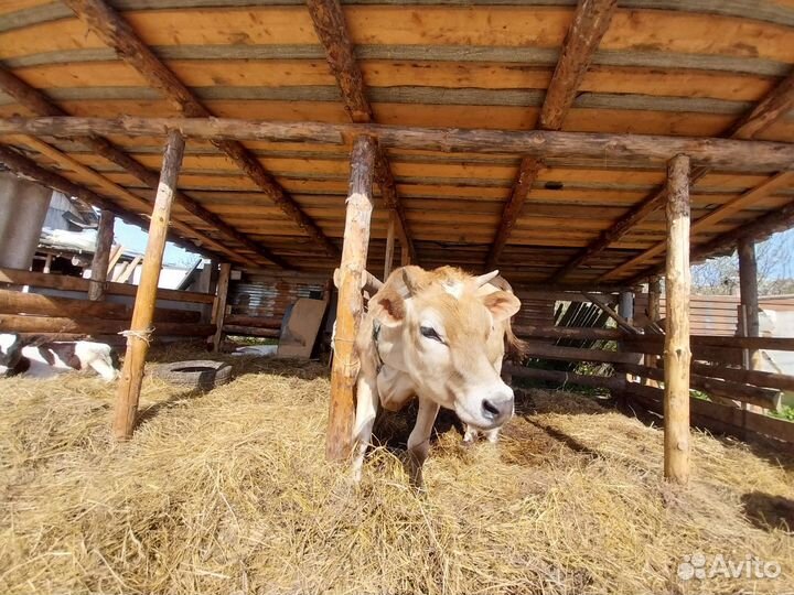 Корова (нетель)