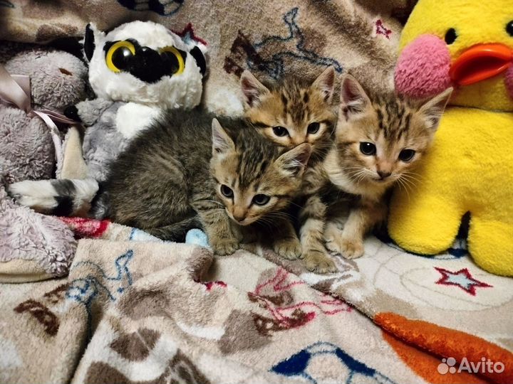 Котята метис шотландской