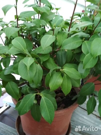 Камелия японская