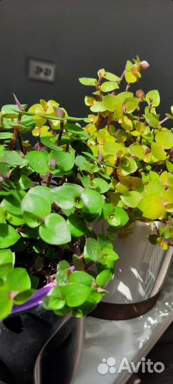 Каллизия 3 цвета розовая желтая зеленая