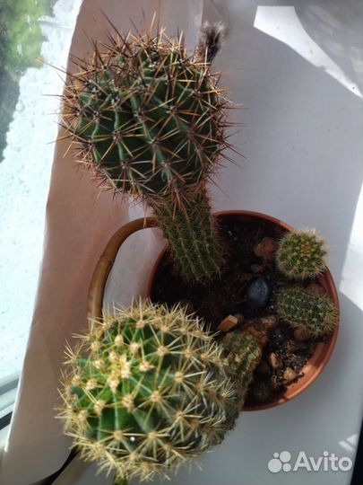 Кактусы 4 шт