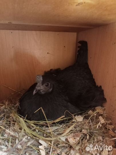 Ухейлюй инкубационное яйцо