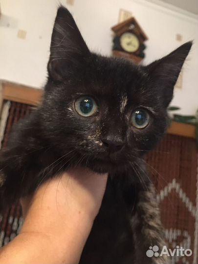 Отдам бесплатно в добрые руки кошку