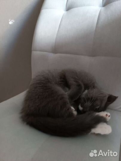 Кошка помесь вислоухой