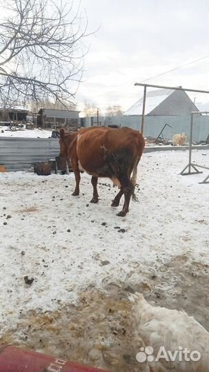 Корова стельная