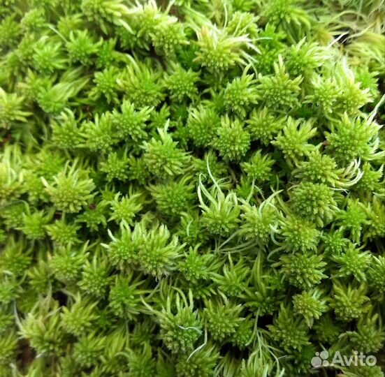 Мох сфагнум живой