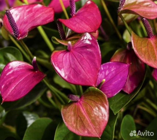 Антуриум бейби пурпл