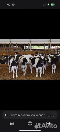 Бычки абердины на откорм Бесплатная доставка