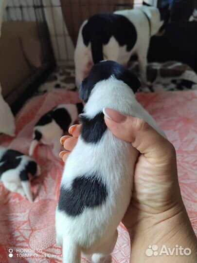 Щенки американского Той-Фокс терьера с документами