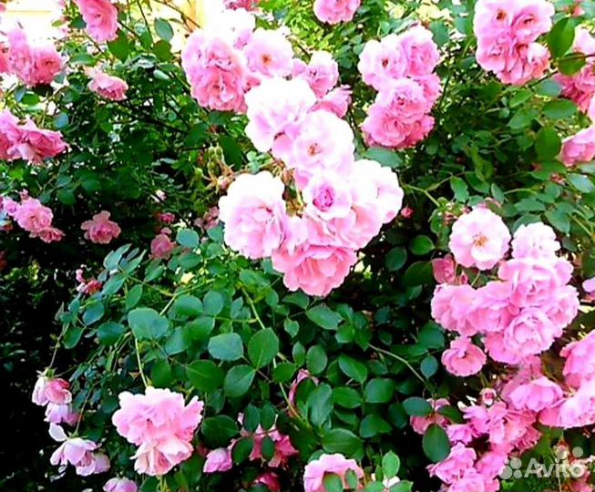 Саженцы розы Дамасская