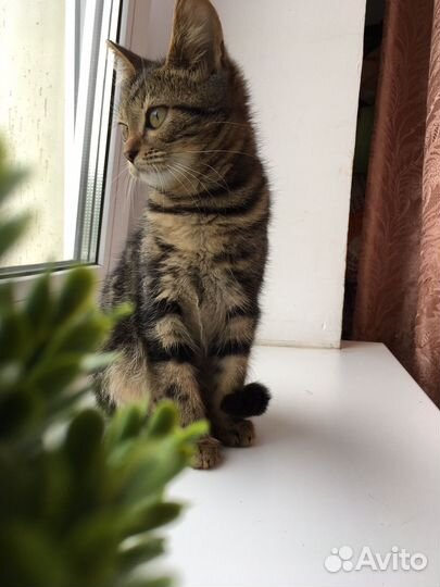 Отдам в добрые руки