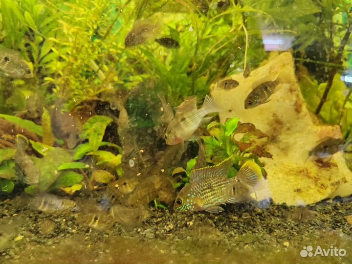 Акара бирюзовая, подростки