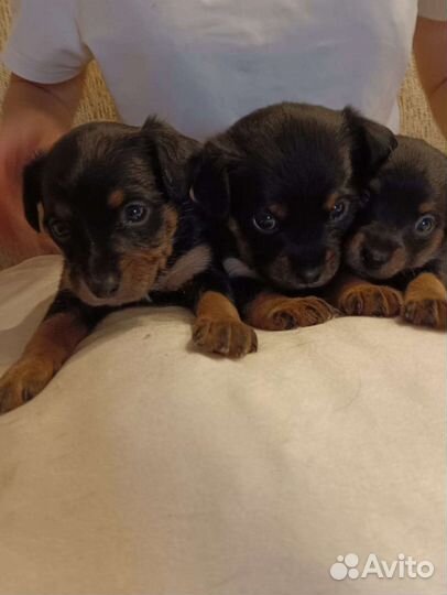 Щенки цвергпинчера