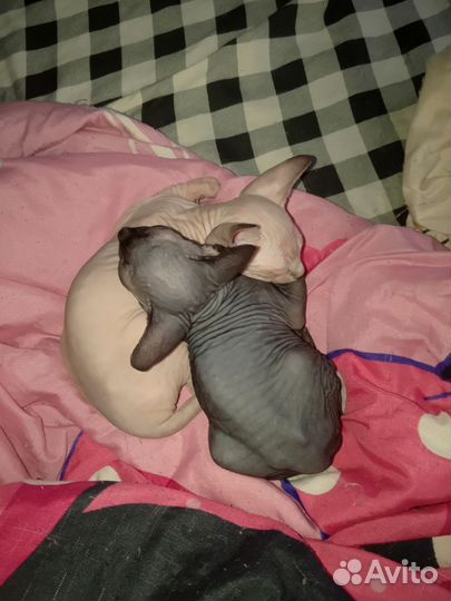 Канадский сфинкс котенок