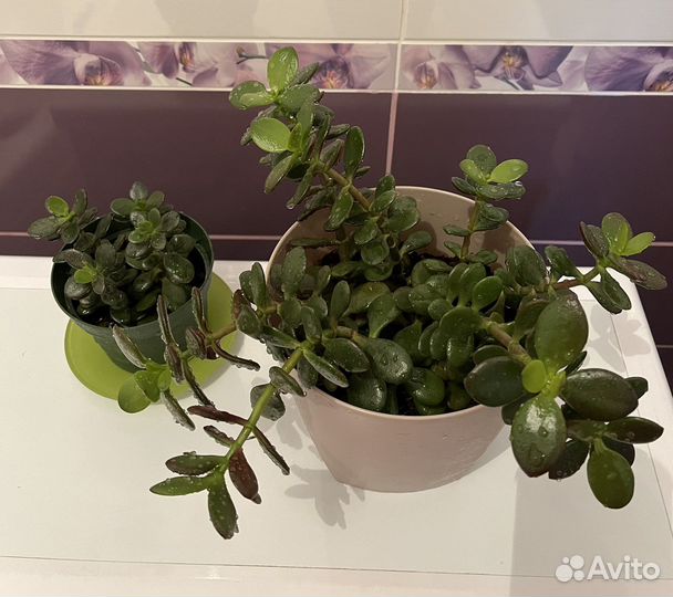 Толстянка (денежное дерево)