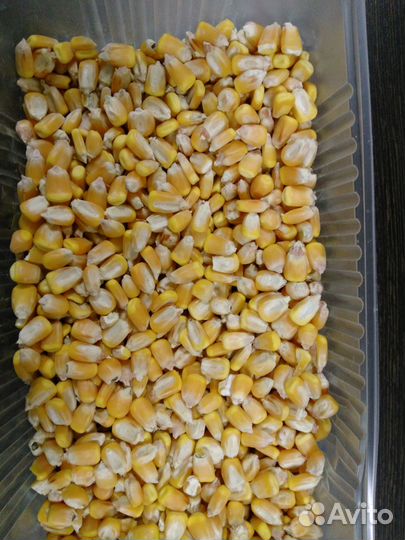 Кукуруза фуражная