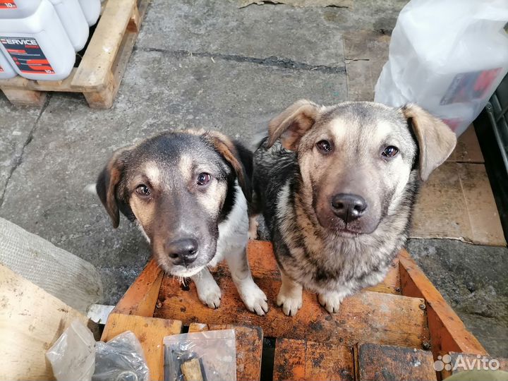 Симпотяшки ищут дом