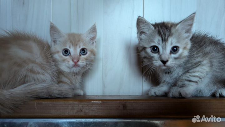 Котята бесплатно