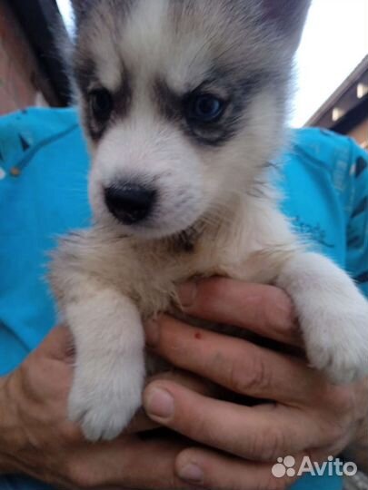 Щенки сибирской хаски