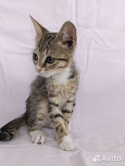 Котёнок девочка нуждается в доме