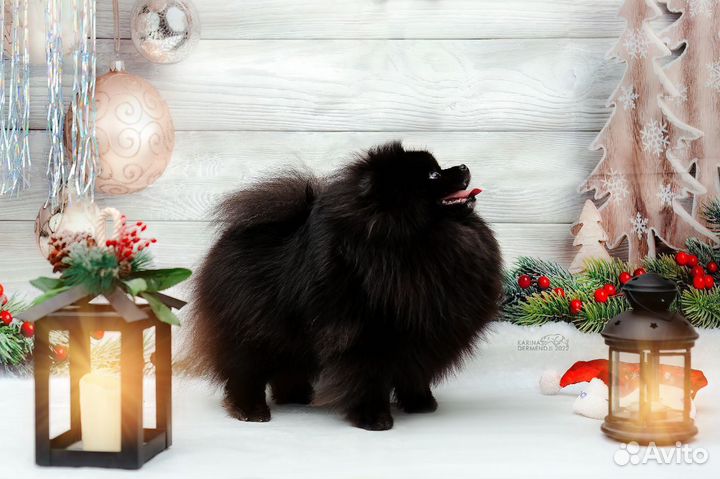 Померанский шпиц черный девочка