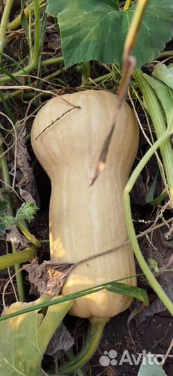 Тыква матильда