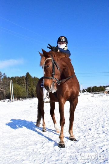 Обучение верховой езде