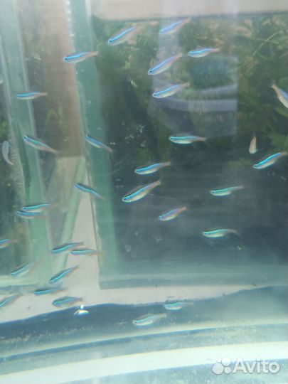 Голубой неон