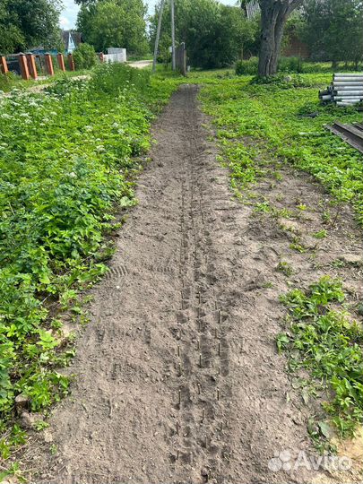 Живая Изгородь Черенки