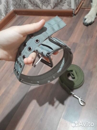 Амуниция для собак