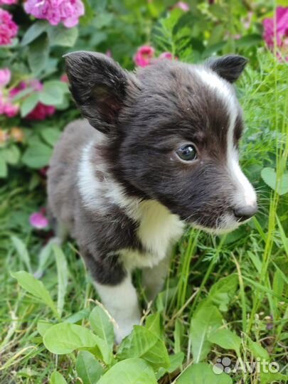 Отдадим щенят в добрые ручки