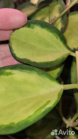 Хойя Pachyclada variegata