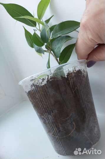 Фикус Бенджамина Экзотика