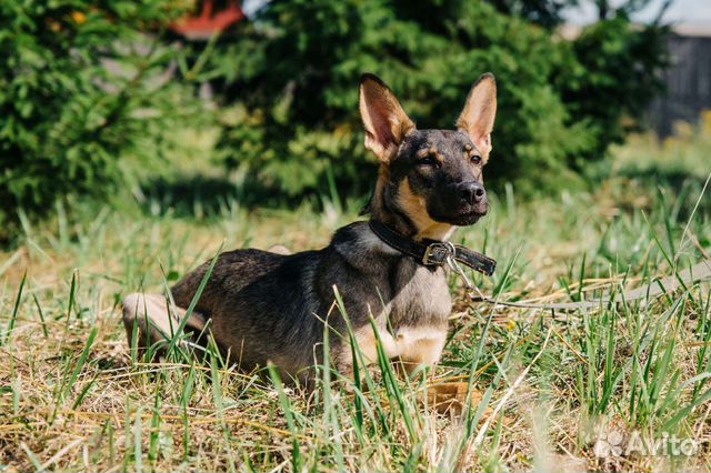 Ясик ждет вас в приюте, сделай его счастливым