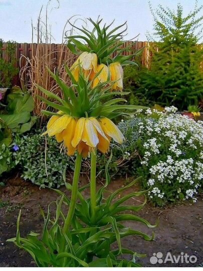 Рябчик императорский