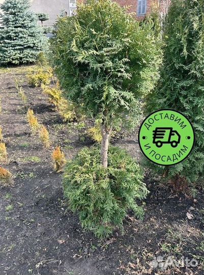Туя Колумна Формированная