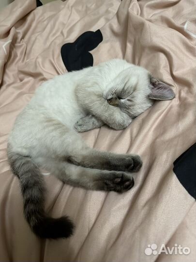Кот на вязку