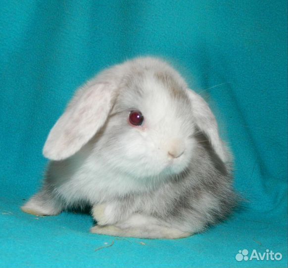 Декоративные кролики