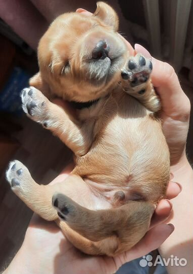 Английский кокер спаниель