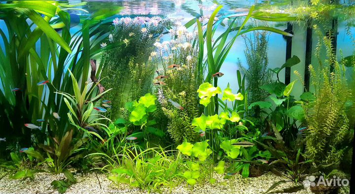 Обслуживание аквариумов. Уборка. Запуск. Переезд