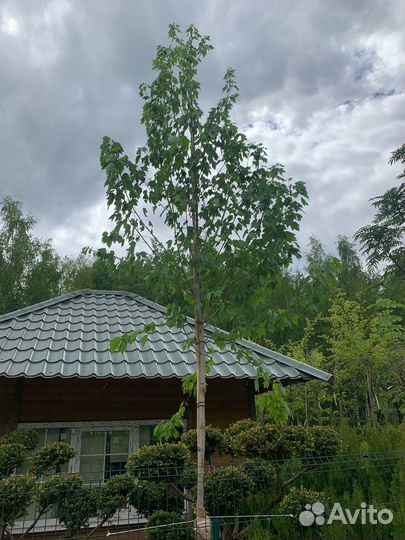 Клен остролистный сортовой 1,0-8,0 м, питомник