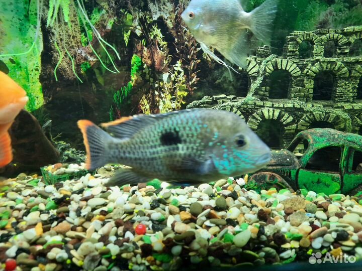 Бирюзовая акара