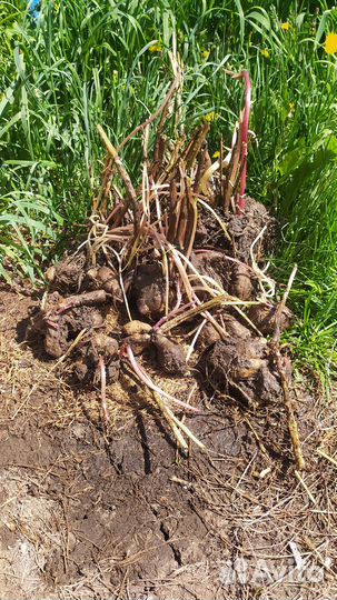 Продаю георгины клубни и кусты