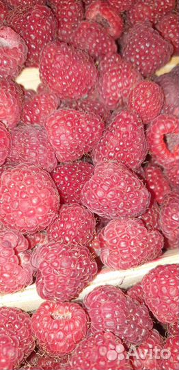 Малина сладкая вкусная спелая крупная отборная