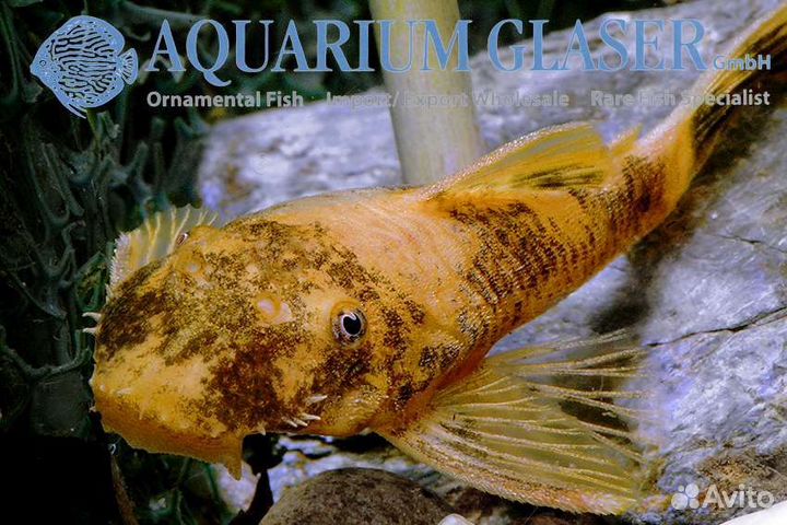 Золотой леопард анциструс