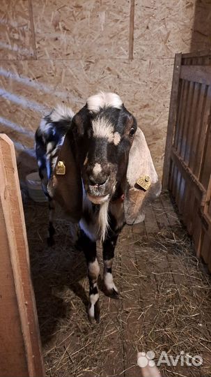 Англо нубийский козел