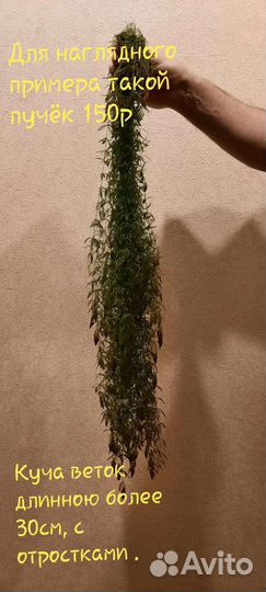 Аквариумное растение Роголистник