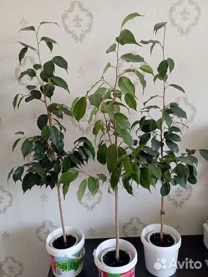 Фикус бенджамина