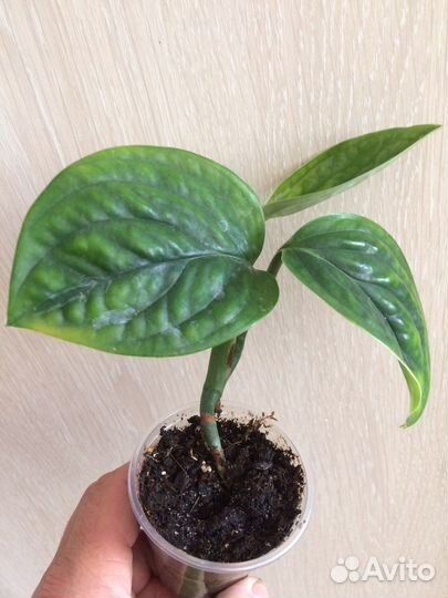 Эпипремнумы,сциндапсусы,монстеры